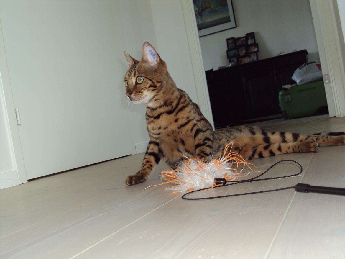 Bengal Wild - Diamond. Captain of Cuba billede 18