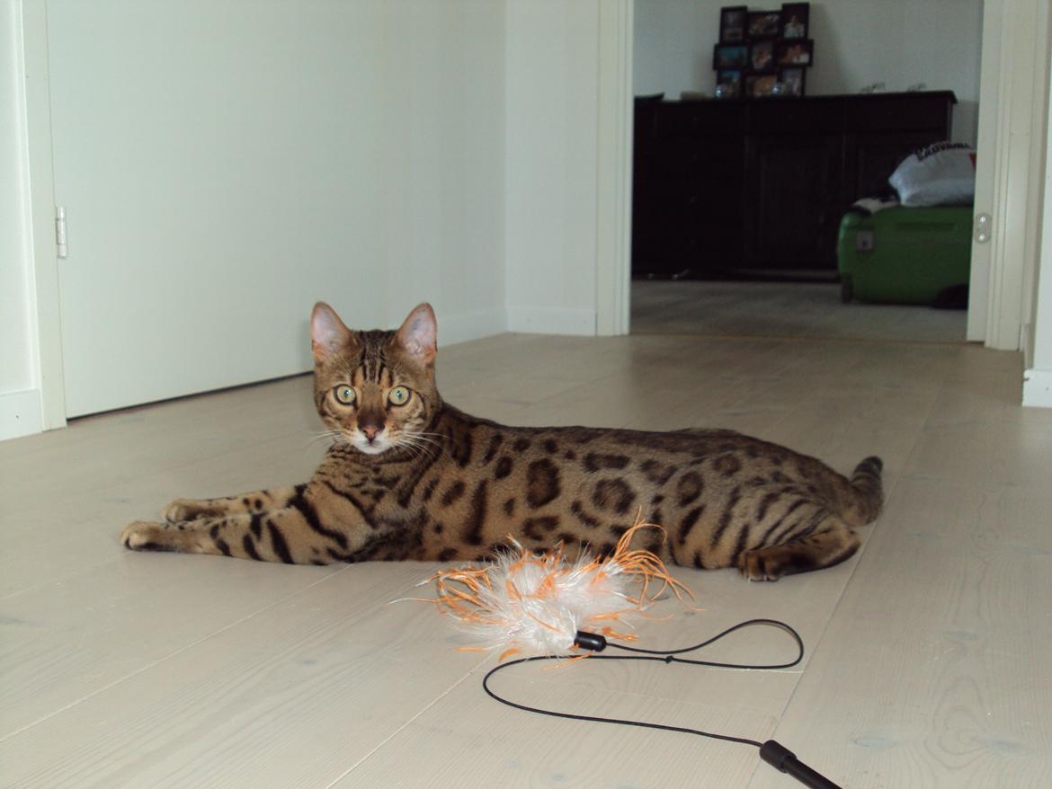 Bengal Wild - Diamond. Captain of Cuba billede 19