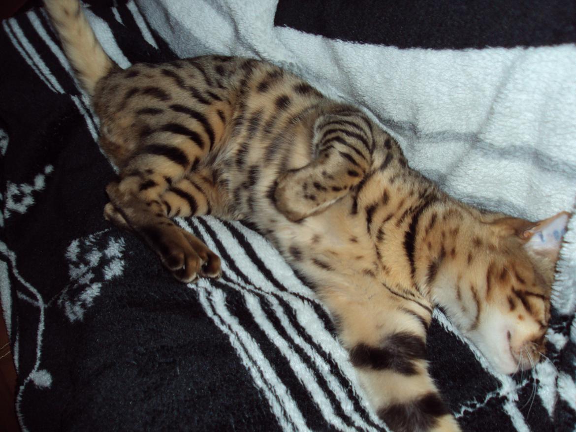 Bengal Wild - Diamond. Captain of Cuba billede 20