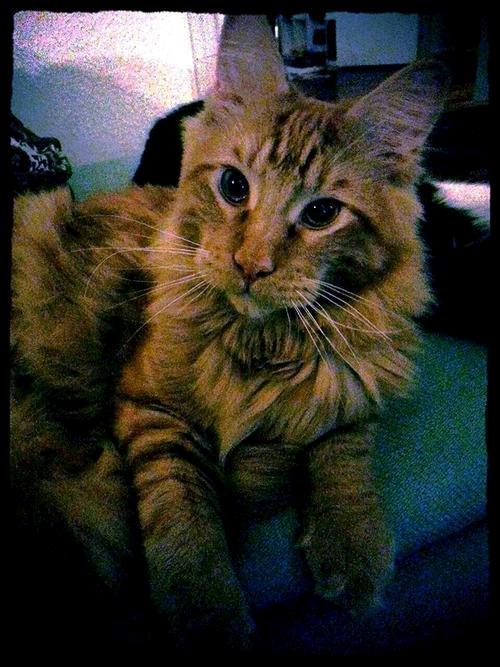 Maine Coon Abraham - min smukke dreng billede 10