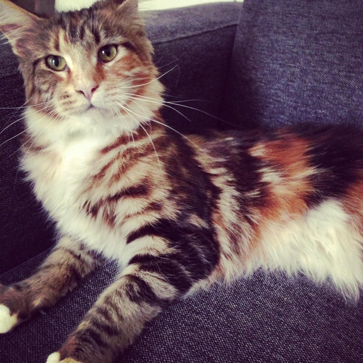 Maine Coon Rita billede 1