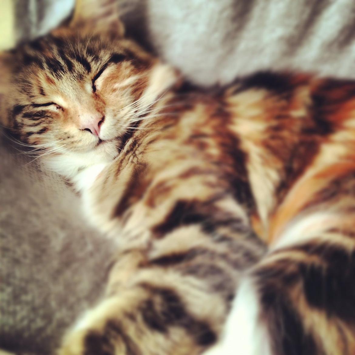 Maine Coon Rita billede 4