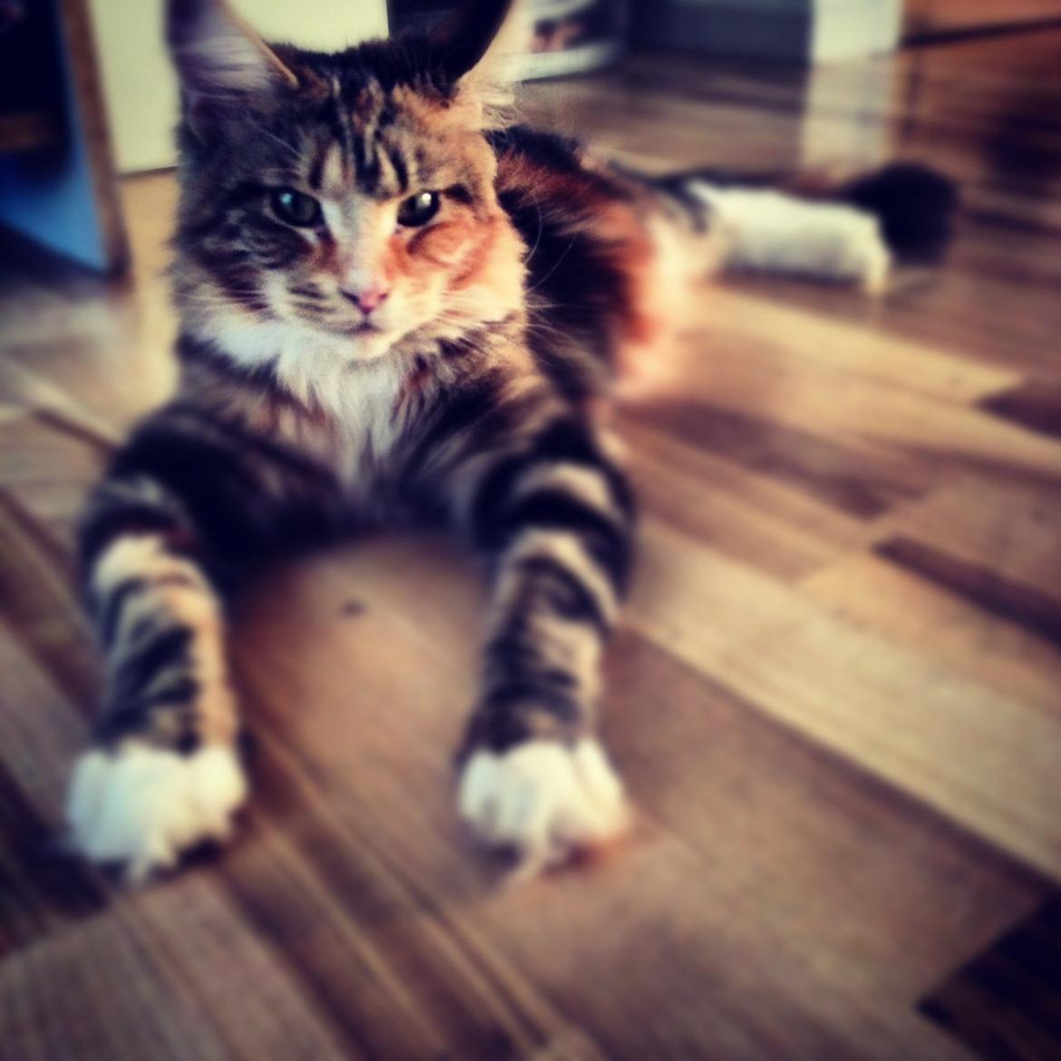 Maine Coon Rita billede 5