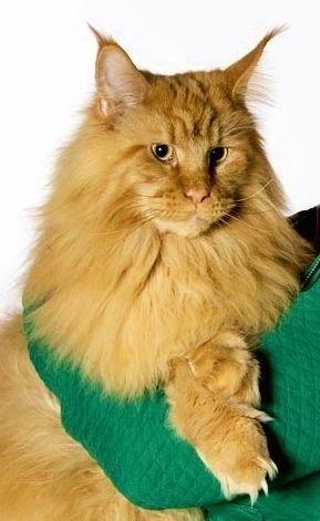 Maine Coon Micharlos Don Juan - Diego, 4 år billede 10