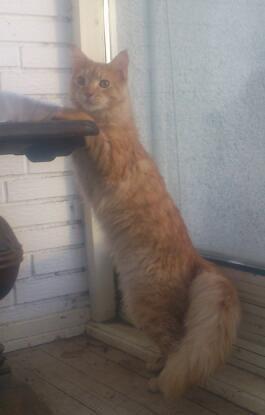 Maine Coon webber o`maley/solgt billede 1