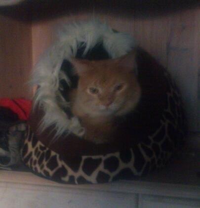 Maine Coon webber o`maley/solgt billede 2