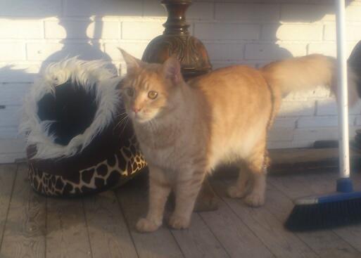 Maine Coon webber o`maley/solgt billede 3