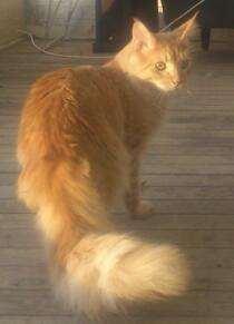 Maine Coon webber o`maley/solgt billede 4