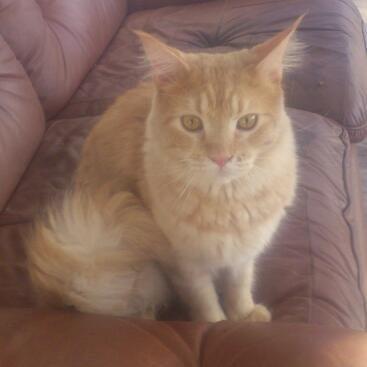 Maine Coon webber o`maley/solgt billede 5