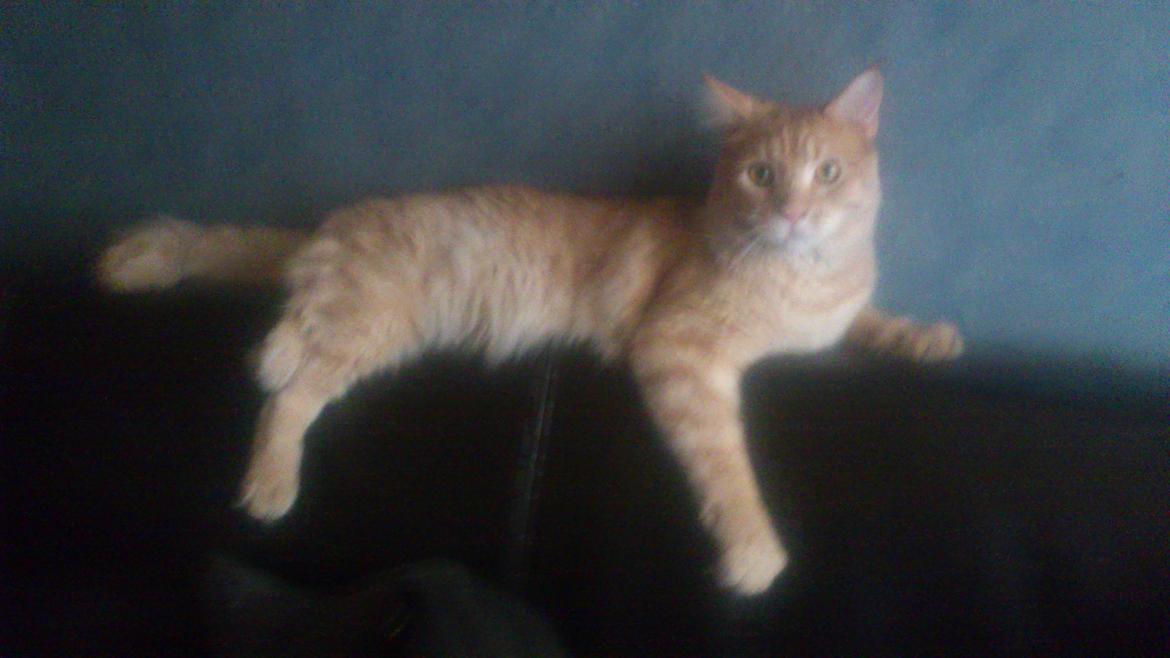 Maine Coon webber o`maley/solgt billede 6