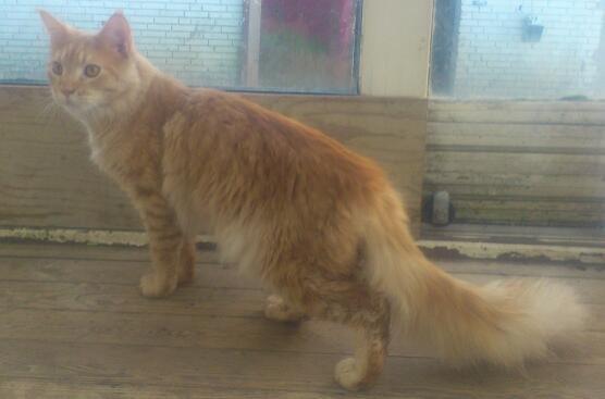 Maine Coon webber o`maley/solgt billede 7