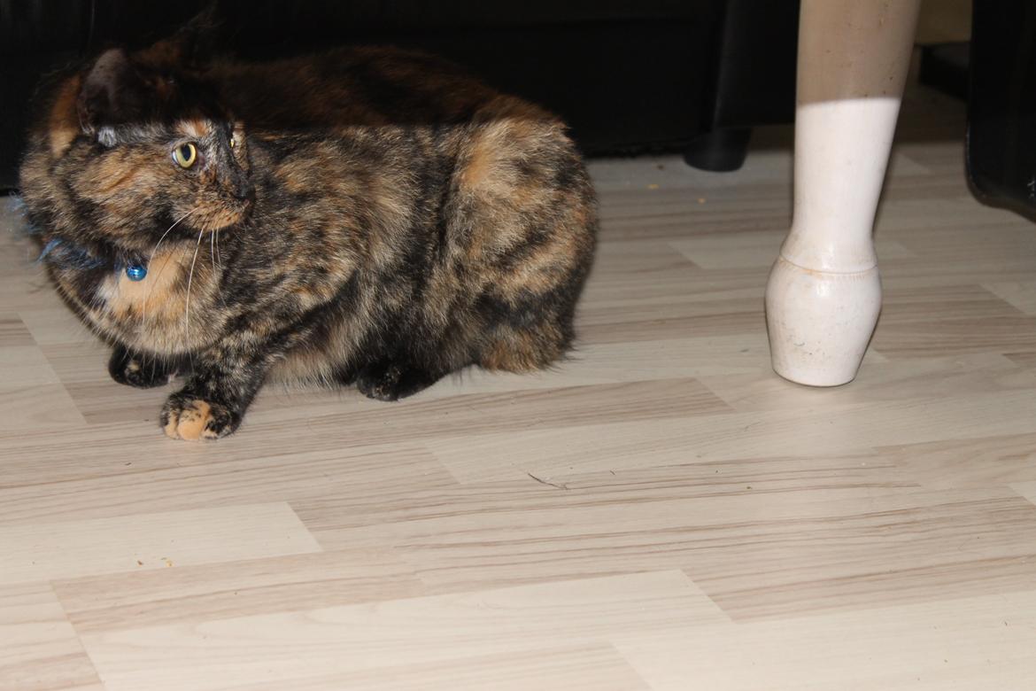 Blanding af racer Chanel billede 11