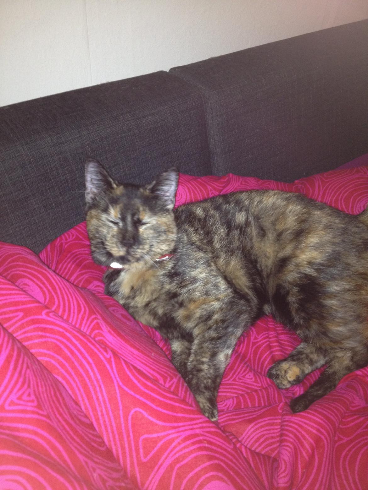 Blanding af racer Chanel billede 12