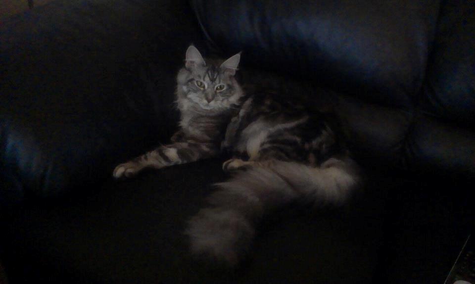 Maine Coon chili - 7 mdr billede 6