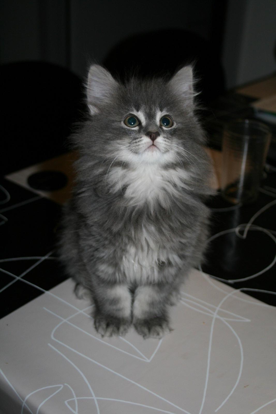 Norsk Skovkat DK Matilonis Luna billede 1