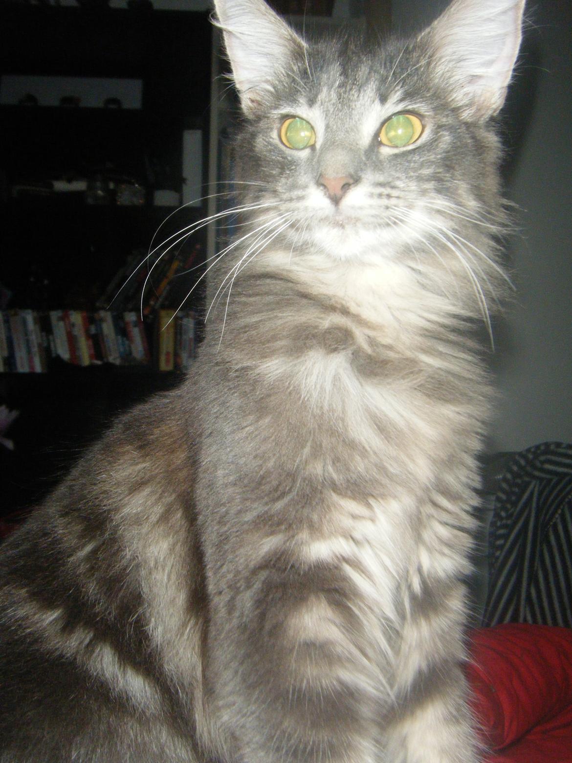 Norsk Skovkat DK Matilonis Luna billede 2