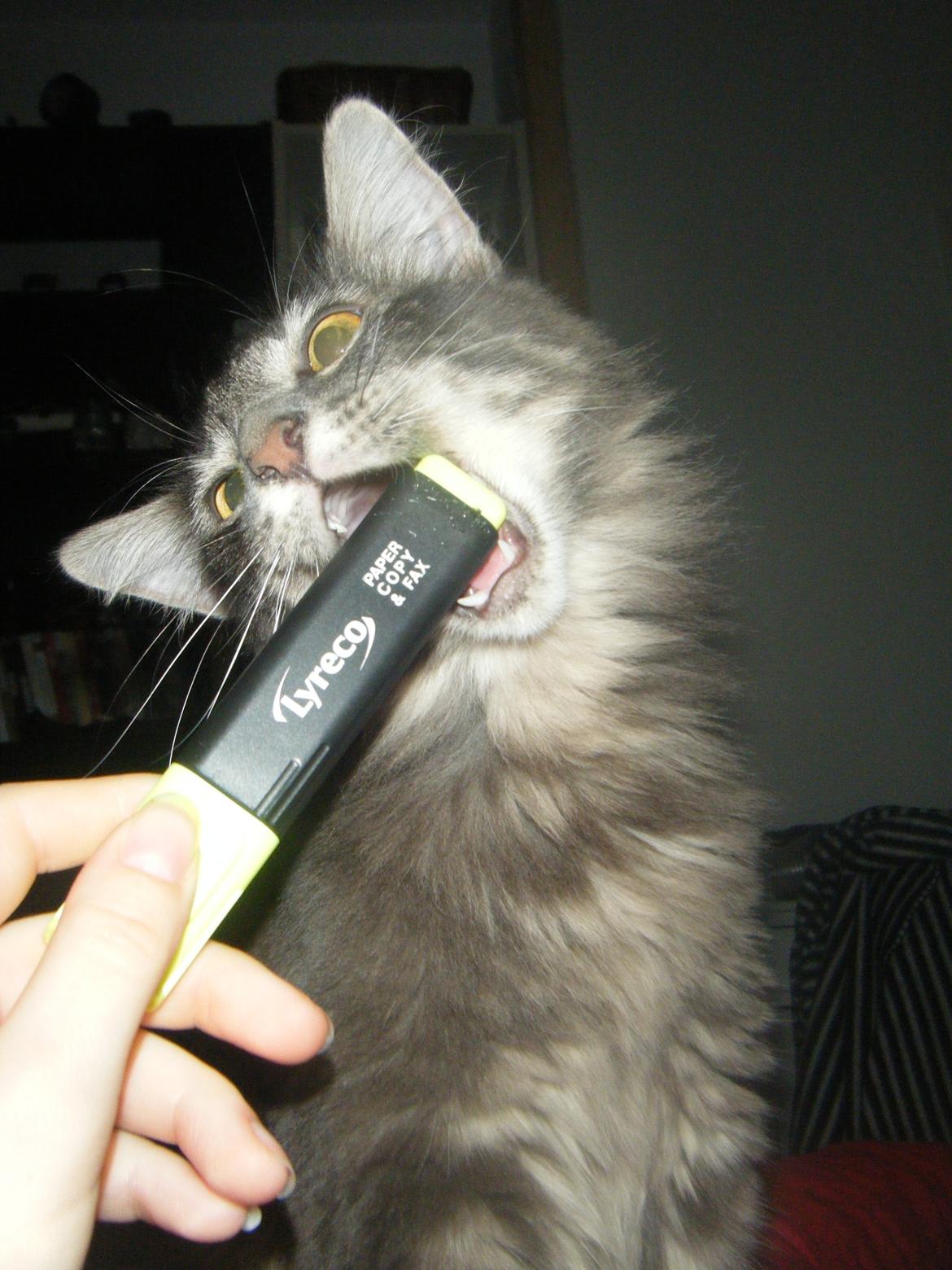 Norsk Skovkat DK Matilonis Luna billede 3