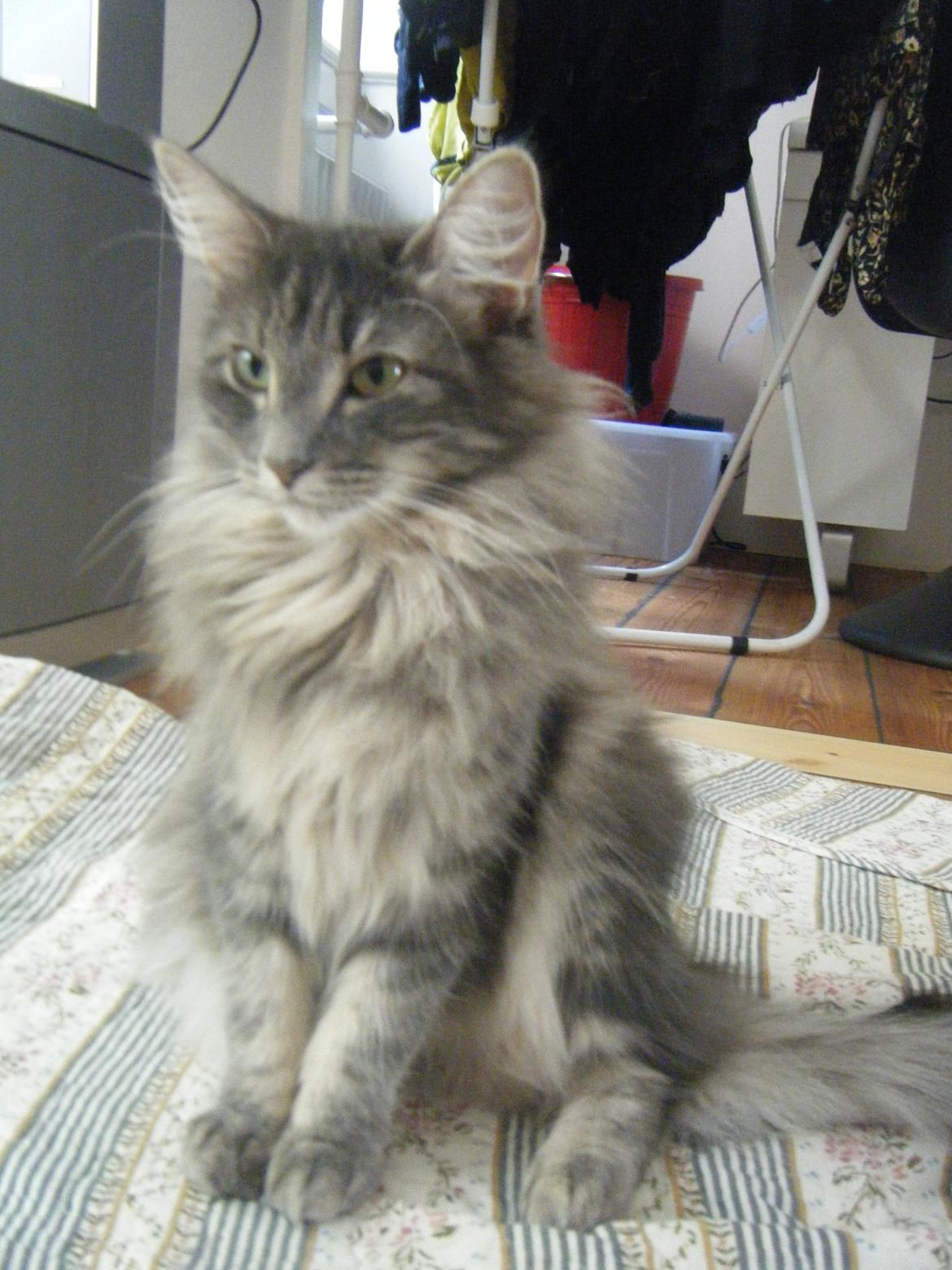 Norsk Skovkat DK Matilonis Luna billede 4