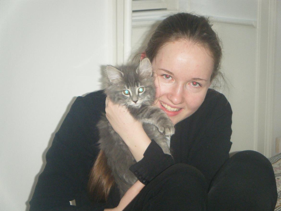 Norsk Skovkat DK Matilonis Luna billede 5