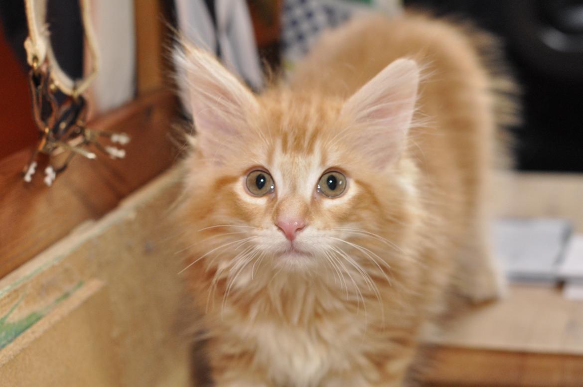 Norsk Skovkat DK Mi-Chi's Samson billede 1