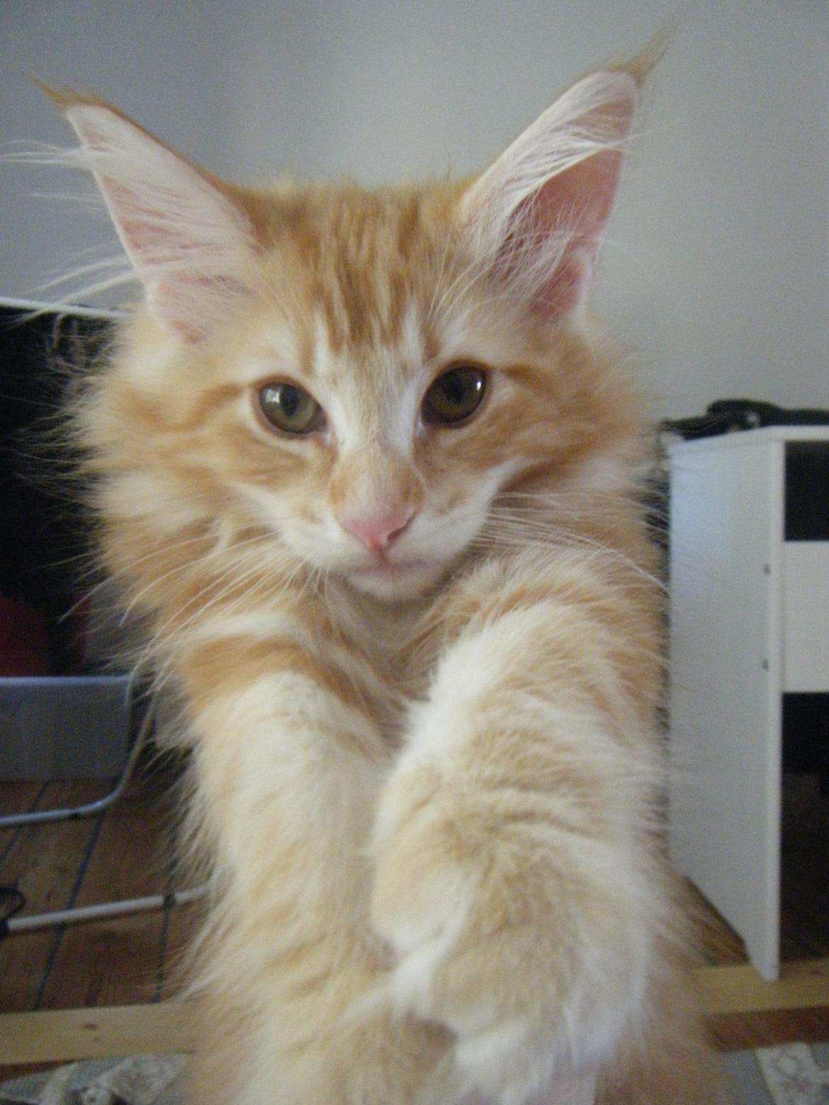 Norsk Skovkat DK Mi-Chi's Samson billede 2