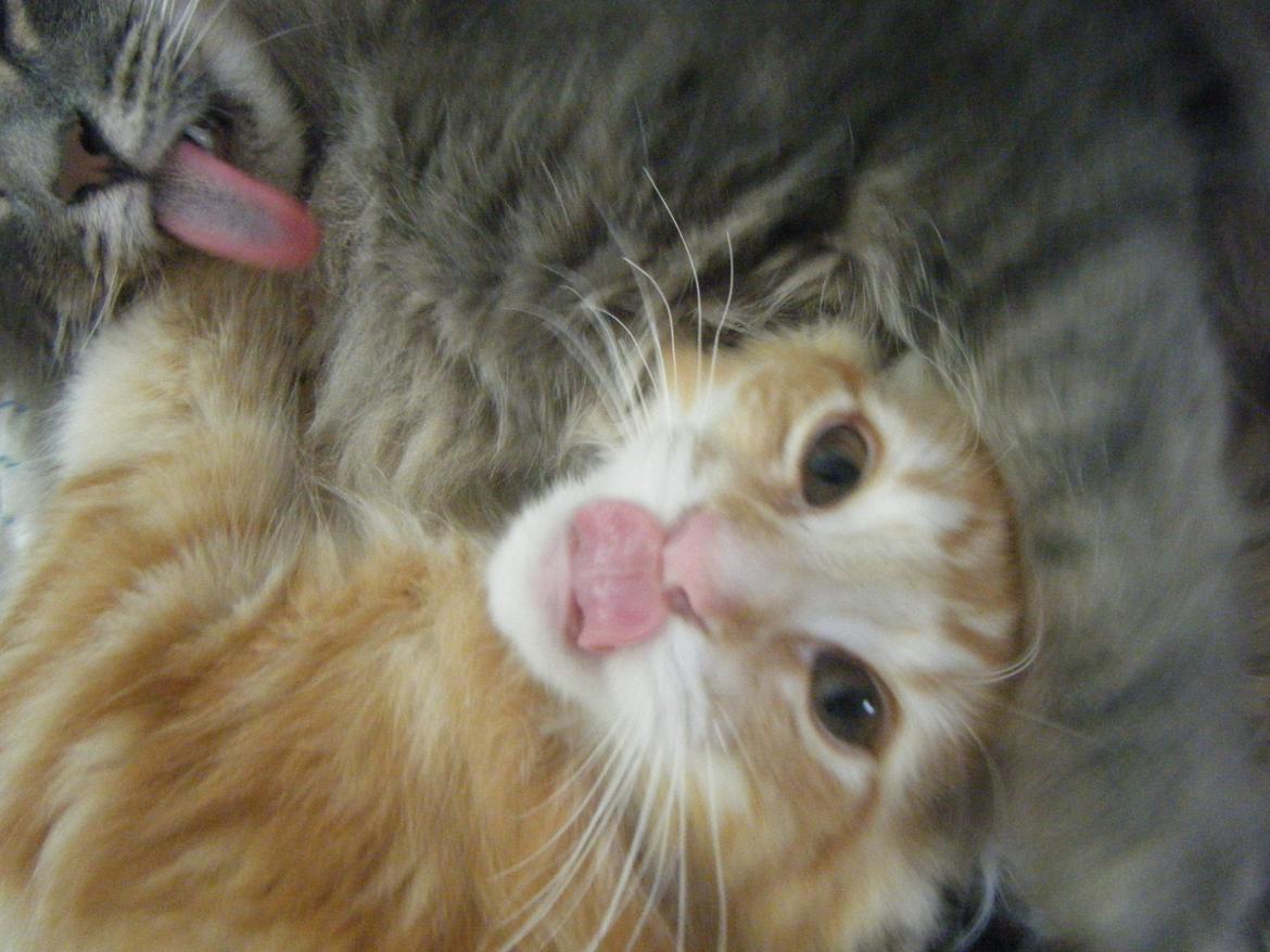 Norsk Skovkat DK Mi-Chi's Samson billede 3