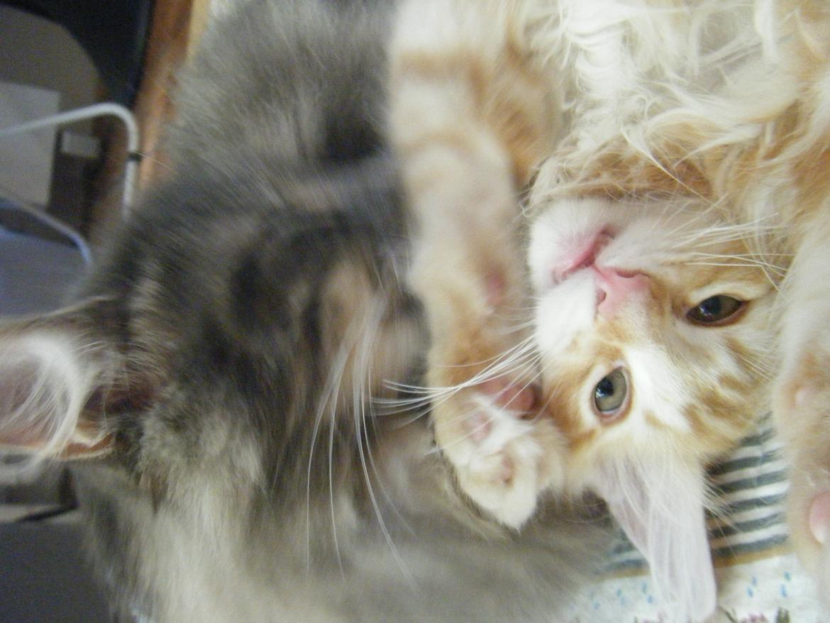 Norsk Skovkat DK Mi-Chi's Samson billede 4