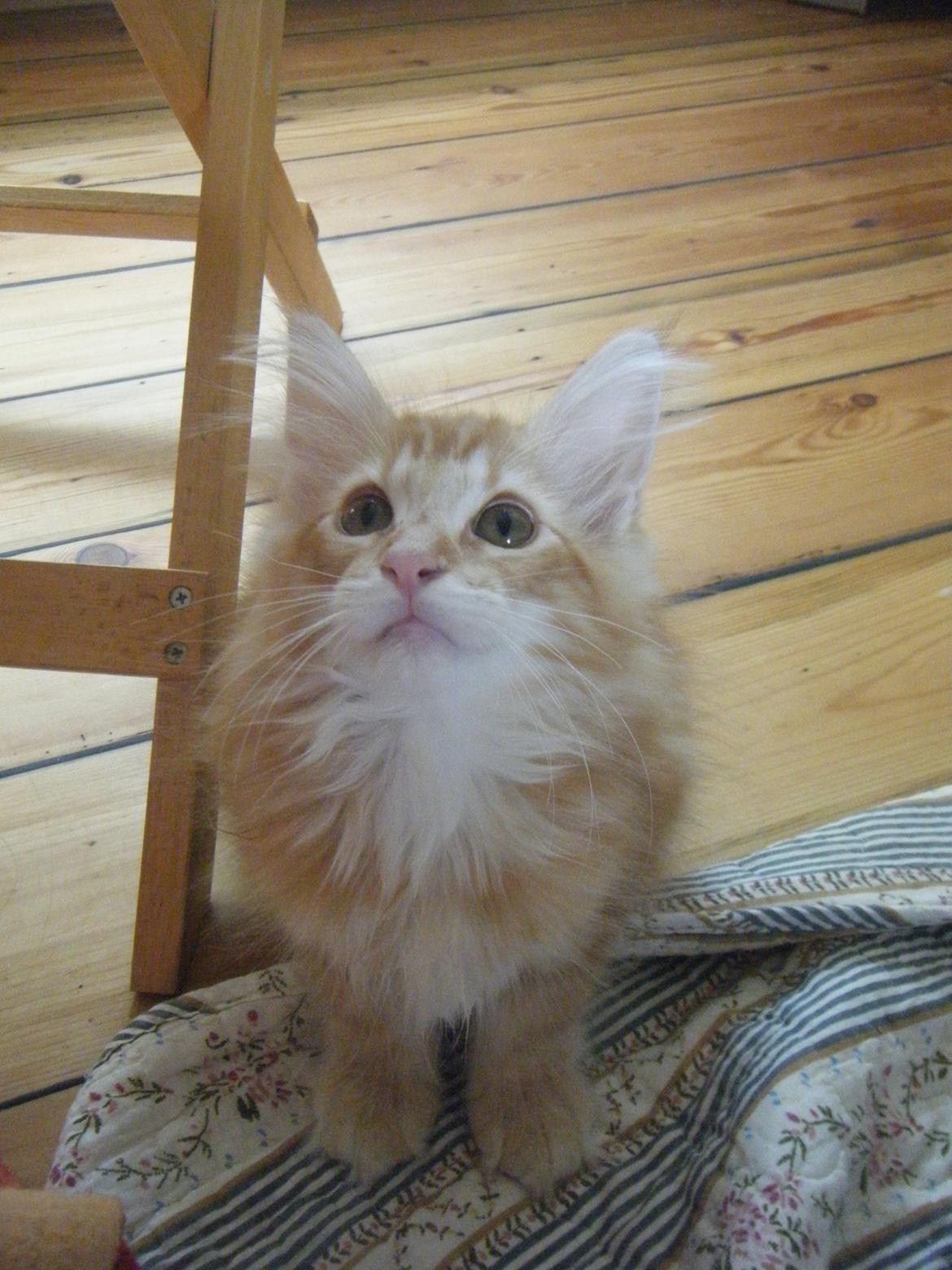 Norsk Skovkat DK Mi-Chi's Samson billede 5