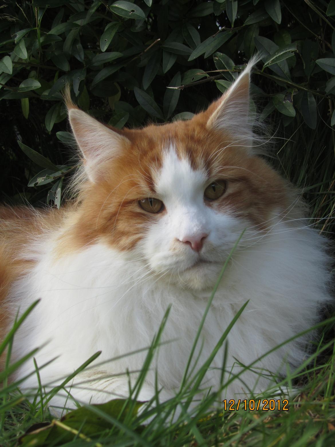 Maine Coon IC DK Bjørnholts Cosimo 9/6 - # 13. Min smukke basse dreng. 12/10-2012 billede 13