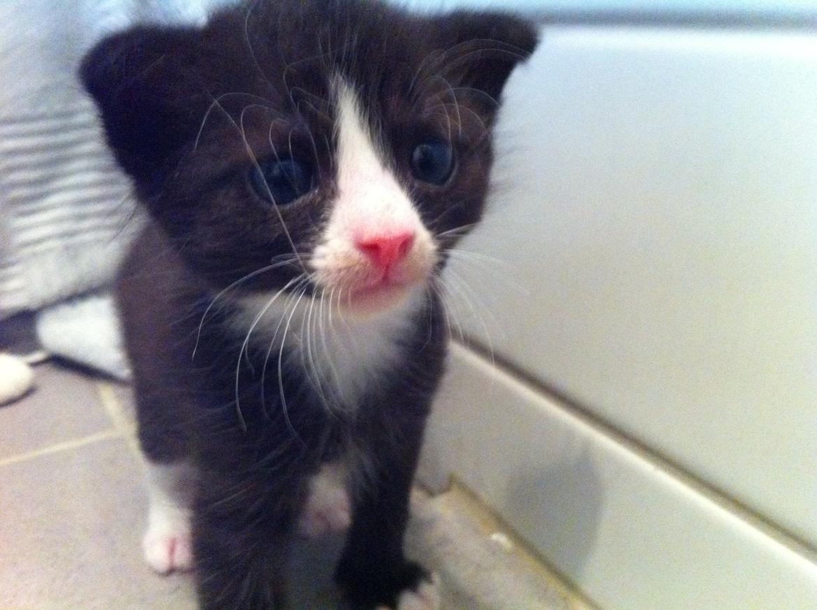 Blanding af racer Tigaro(solgt) hedder Simba nu. billede 2