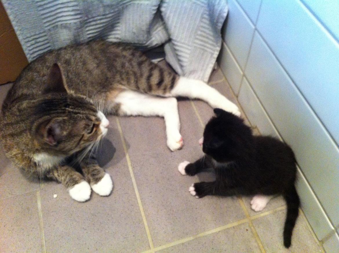 Blanding af racer Tigaro(solgt) hedder Simba nu. billede 3