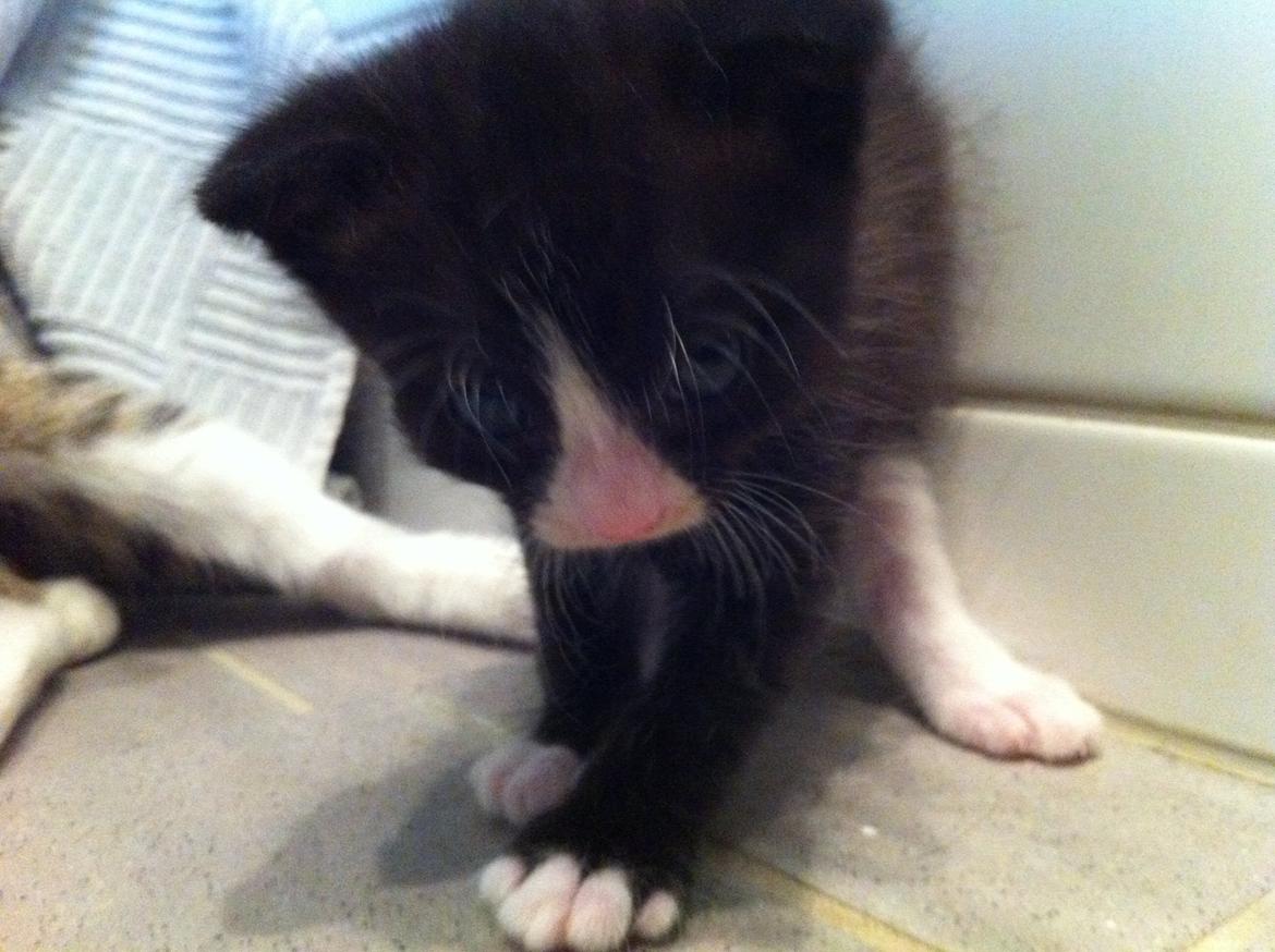 Blanding af racer Tigaro(solgt) hedder Simba nu. billede 4