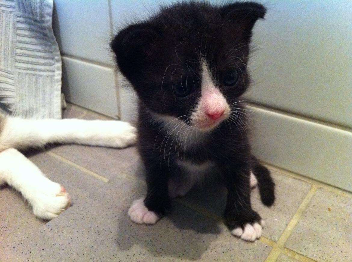 Blanding af racer Tigaro(solgt) hedder Simba nu. billede 5