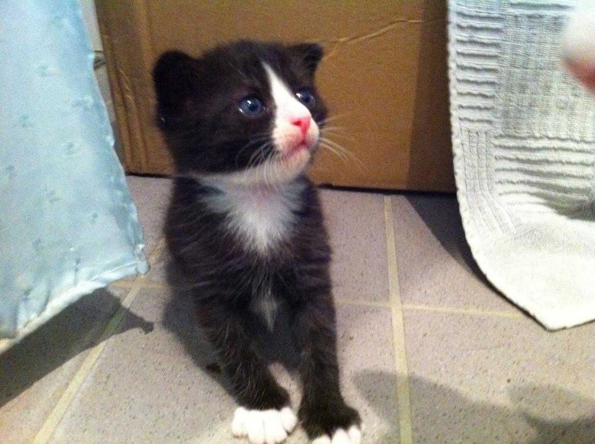 Blanding af racer Tigaro(solgt) hedder Simba nu. billede 6