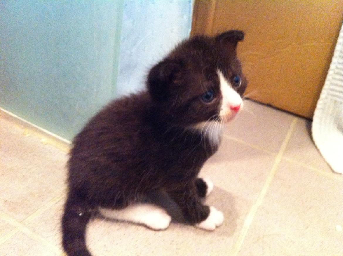 Blanding af racer Tigaro(solgt) hedder Simba nu. billede 7