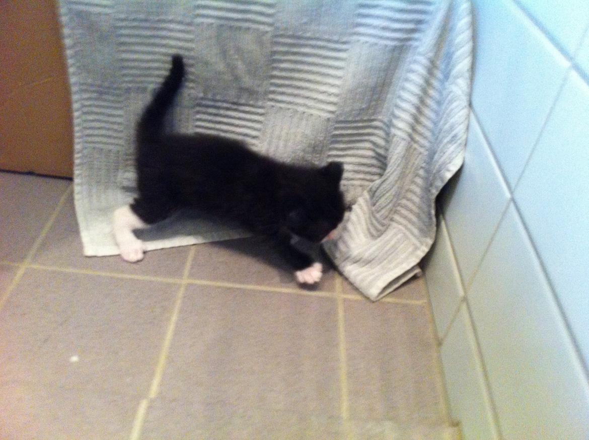 Blanding af racer Tigaro(solgt) hedder Simba nu. billede 8