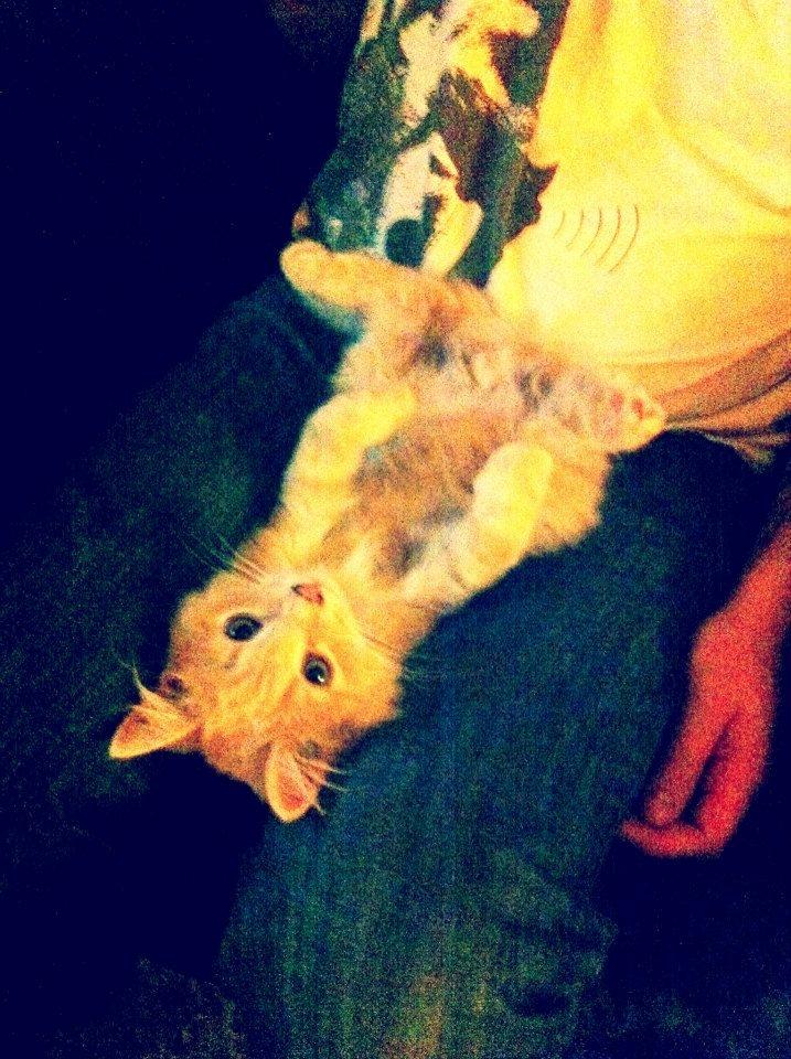 Maine Coon Mushu billede 14