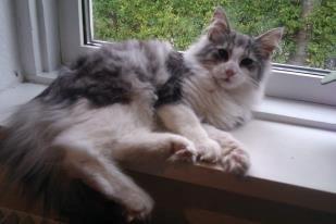 Norsk Skovkat Librians Skade billede 9