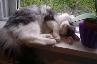 Norsk Skovkat Librians Skade billede 10