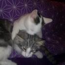 Norsk Skovkat Librians Skade billede 11