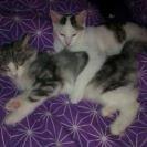 Norsk Skovkat Librians Skade billede 12