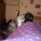 Norsk Skovkat Librians Skade billede 13