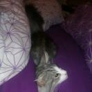 Norsk Skovkat Librians Skade billede 14