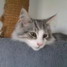 Norsk Skovkat Librians Skade billede 15