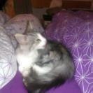 Norsk Skovkat Librians Skade billede 16