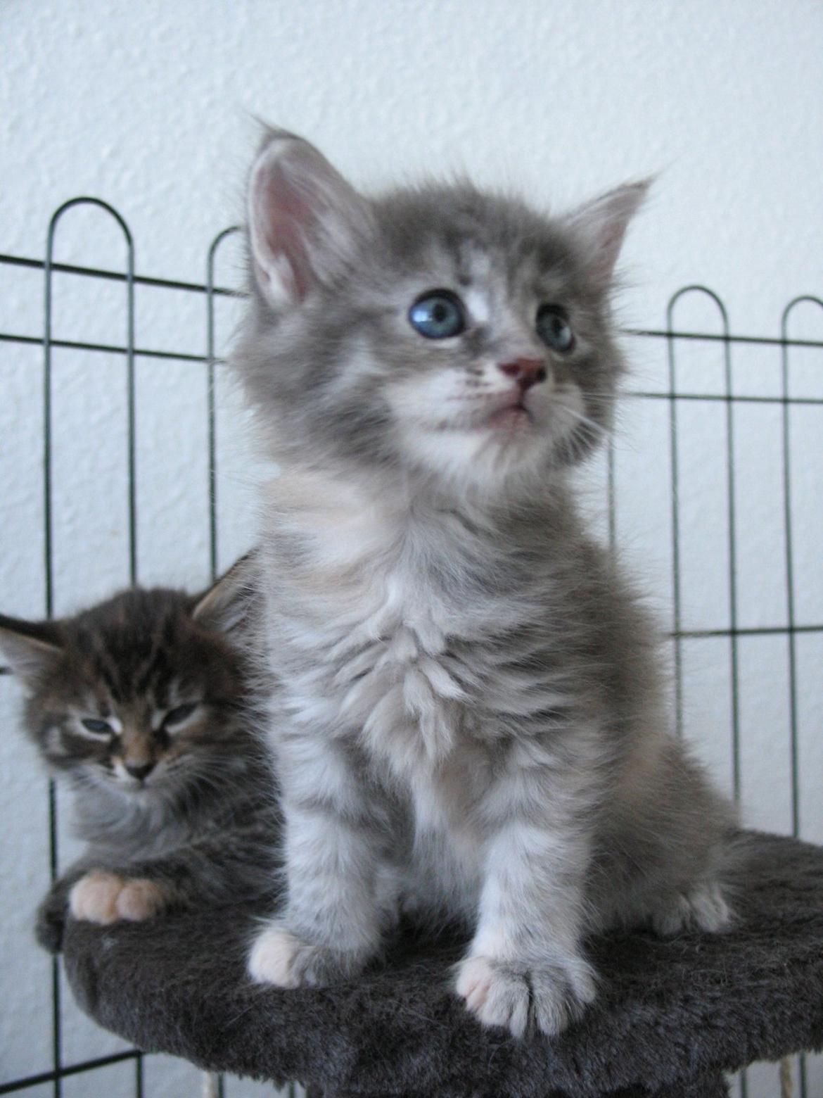 Maine Coon Montana (SOLGT) - 5 uger - 16.10.12 billede 7