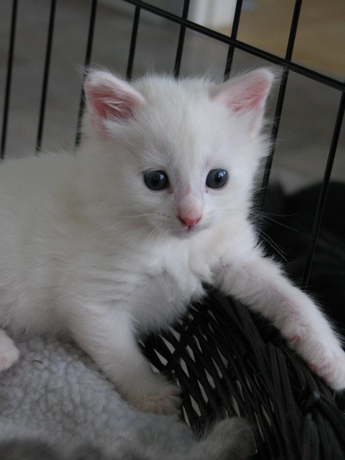 Maine Coon Iowa  (SOLGT) - 5 uger - 16.10.12 billede 10