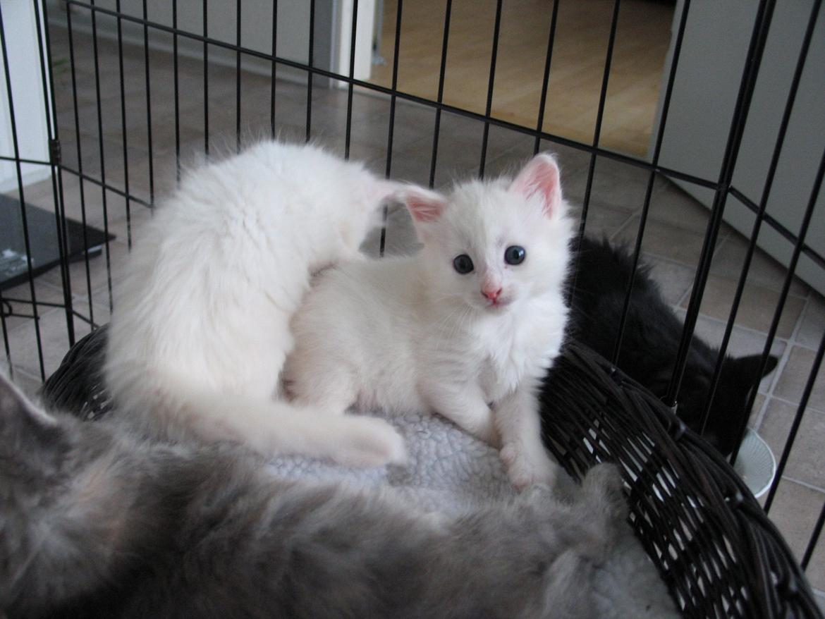 Maine Coon Iowa  (SOLGT) - 5 uger - 16.10.12 billede 7