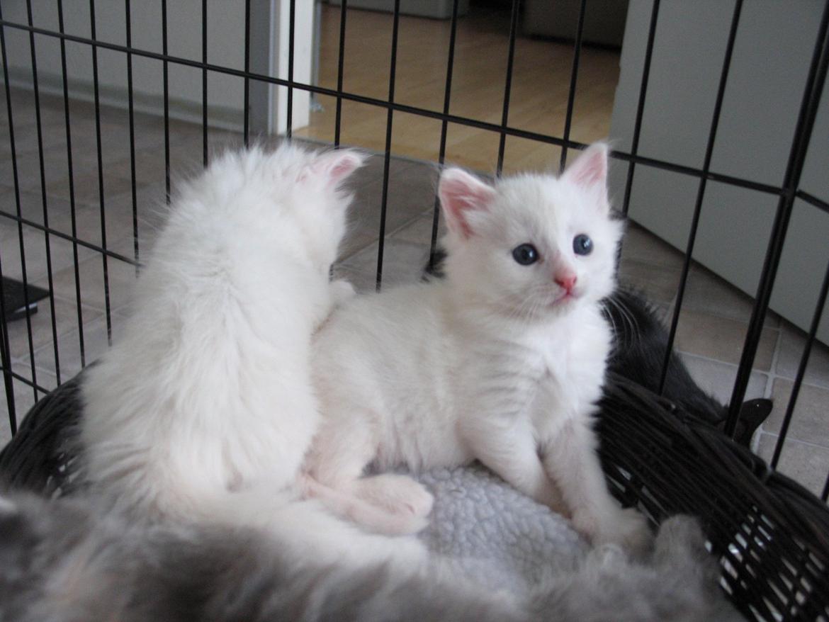 Maine Coon Iowa  (SOLGT) - 5 uger - 16.10.12 billede 8