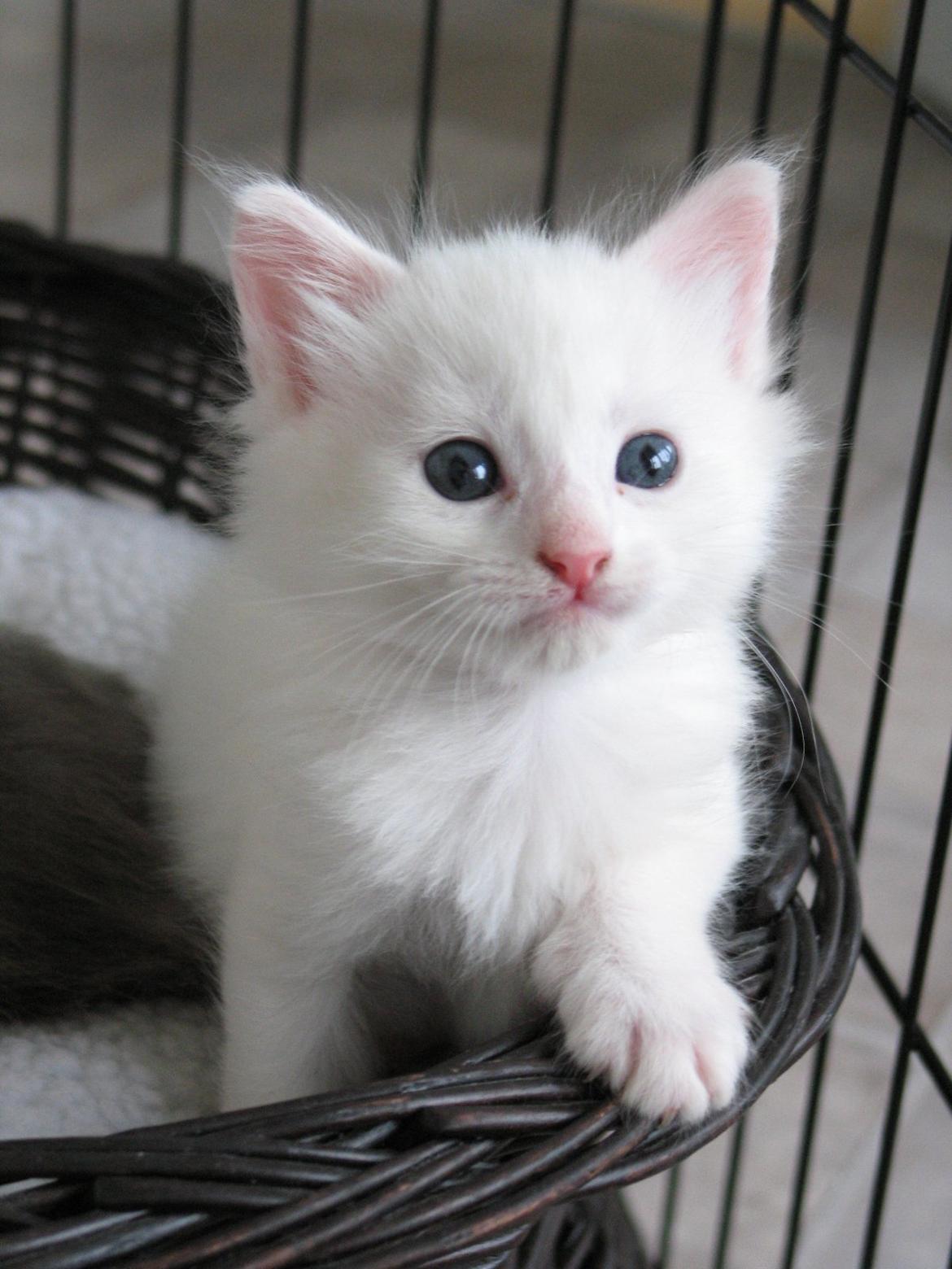 Maine Coon Iowa  (SOLGT) - 5 uger - 16.10.12 billede 12